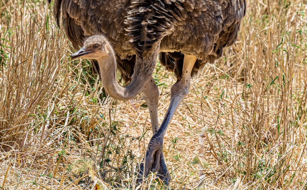 Genc Gazete Devekuşları Gerçekten Başlarını Kuma Mı Gömüyorlar İşte Devekuşları Ostrich (9)