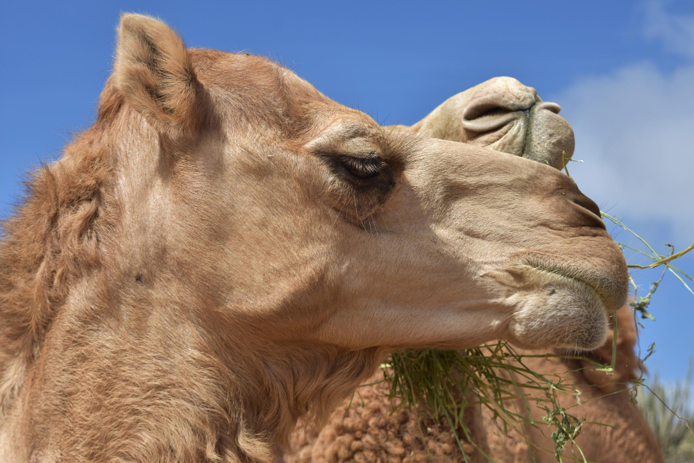 Genc Gazete Develerin Hörgüçlerinde Ne Var İşte Develer Hakkında Ilginç Bilgiler! Camel Deve (1)