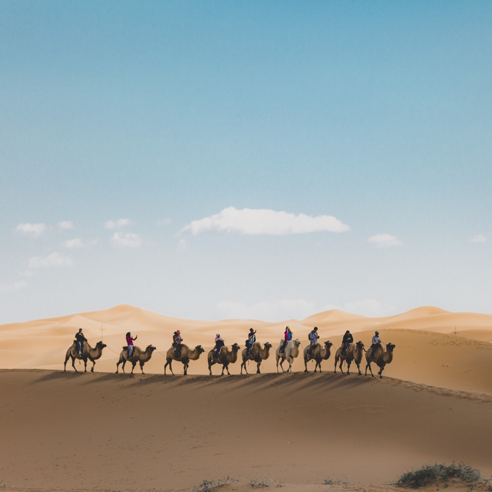 Genc Gazete Develerin Hörgüçlerinde Ne Var İşte Develer Hakkında Ilginç Bilgiler! Camel Deve (10)