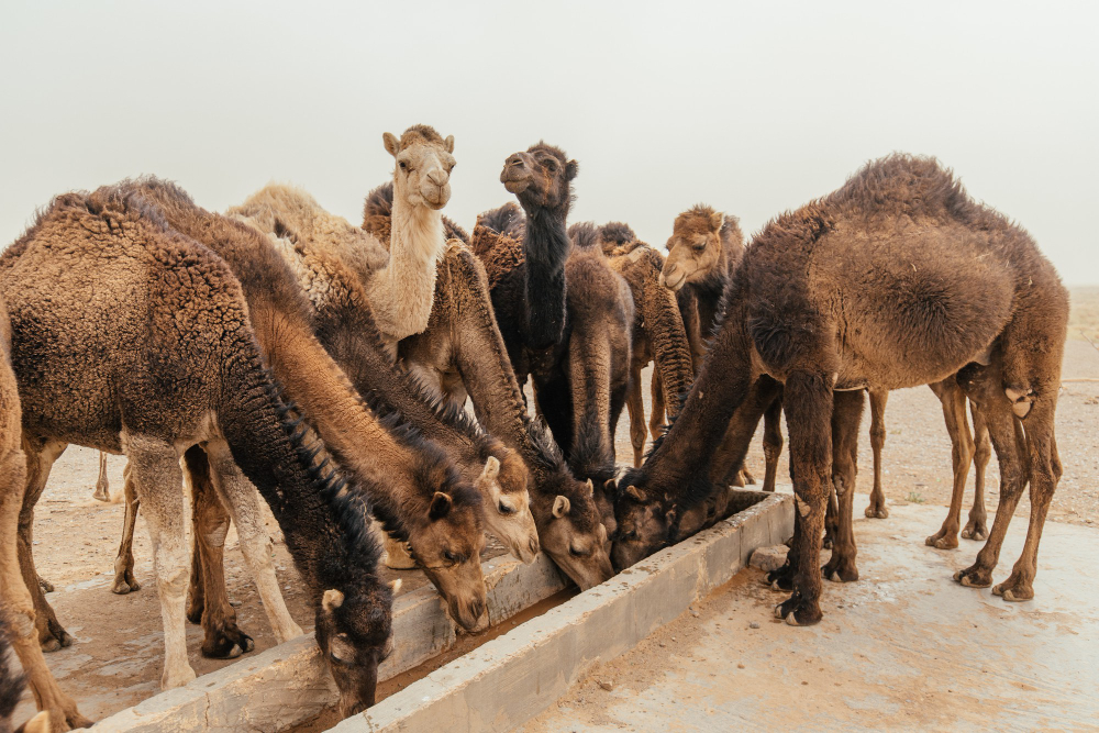 Genc Gazete Develerin Hörgüçlerinde Ne Var İşte Develer Hakkında Ilginç Bilgiler! Camel Deve (11)