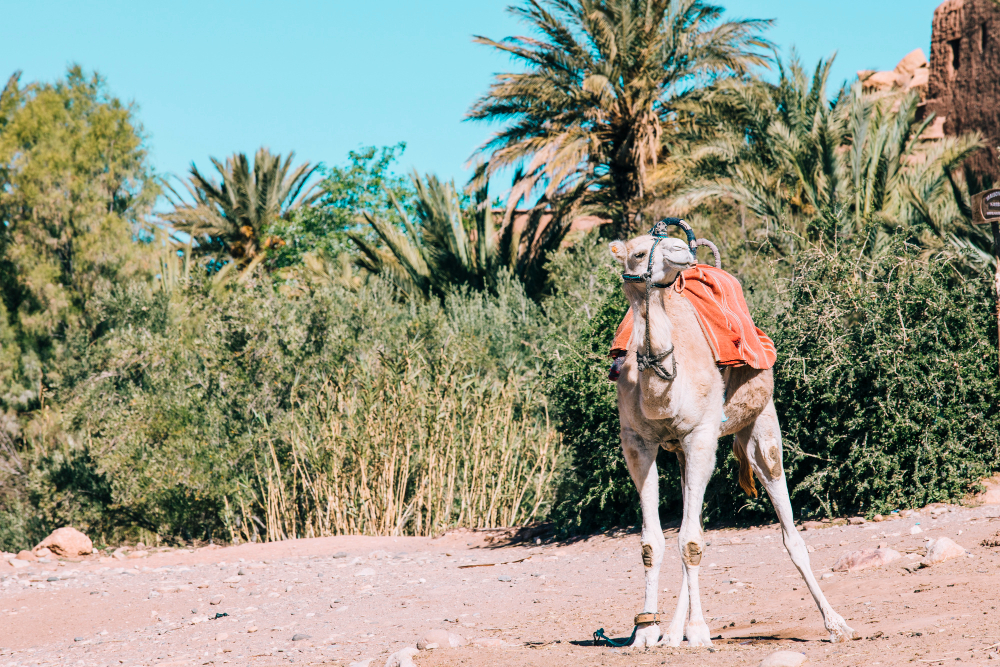 Genc Gazete Develerin Hörgüçlerinde Ne Var İşte Develer Hakkında Ilginç Bilgiler! Camel Deve (13)