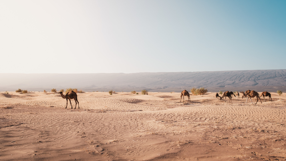 Genc Gazete Develerin Hörgüçlerinde Ne Var İşte Develer Hakkında Ilginç Bilgiler! Camel Deve (2)