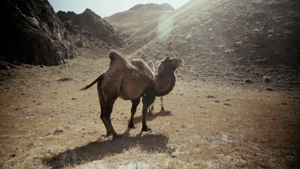 Genc Gazete Develerin Hörgüçlerinde Ne Var İşte Develer Hakkında Ilginç Bilgiler! Camel Deve (4)