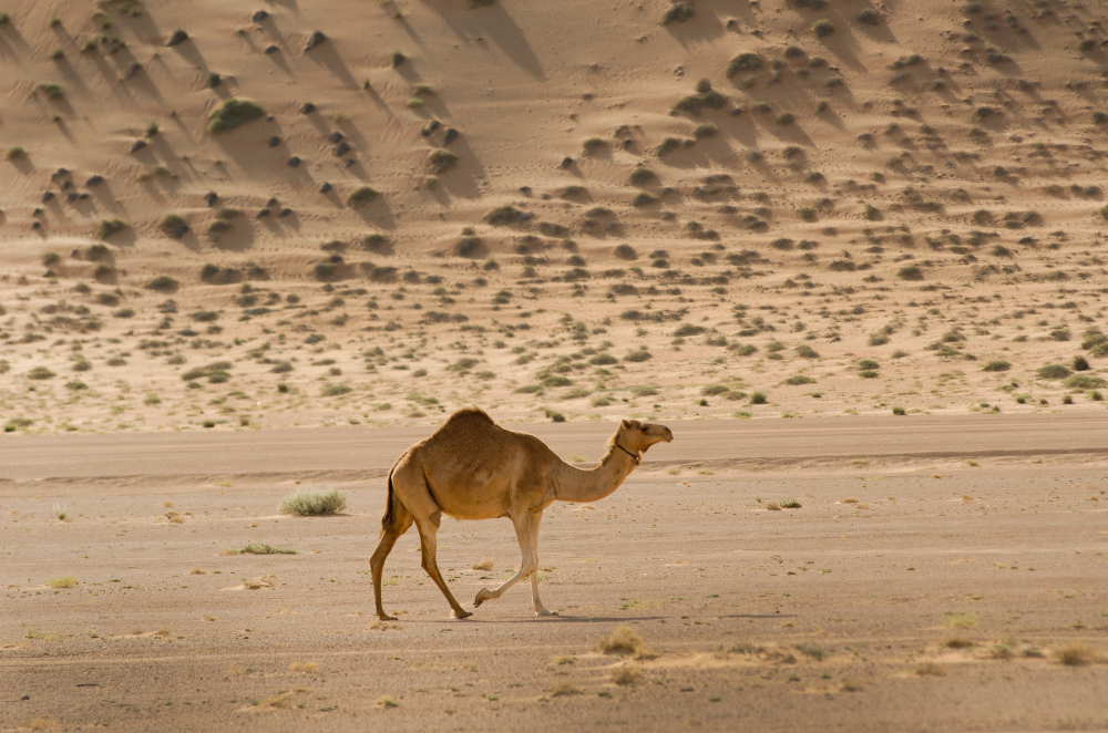 Genc Gazete Develerin Hörgüçlerinde Ne Var İşte Develer Hakkında Ilginç Bilgiler! Camel Deve (5)