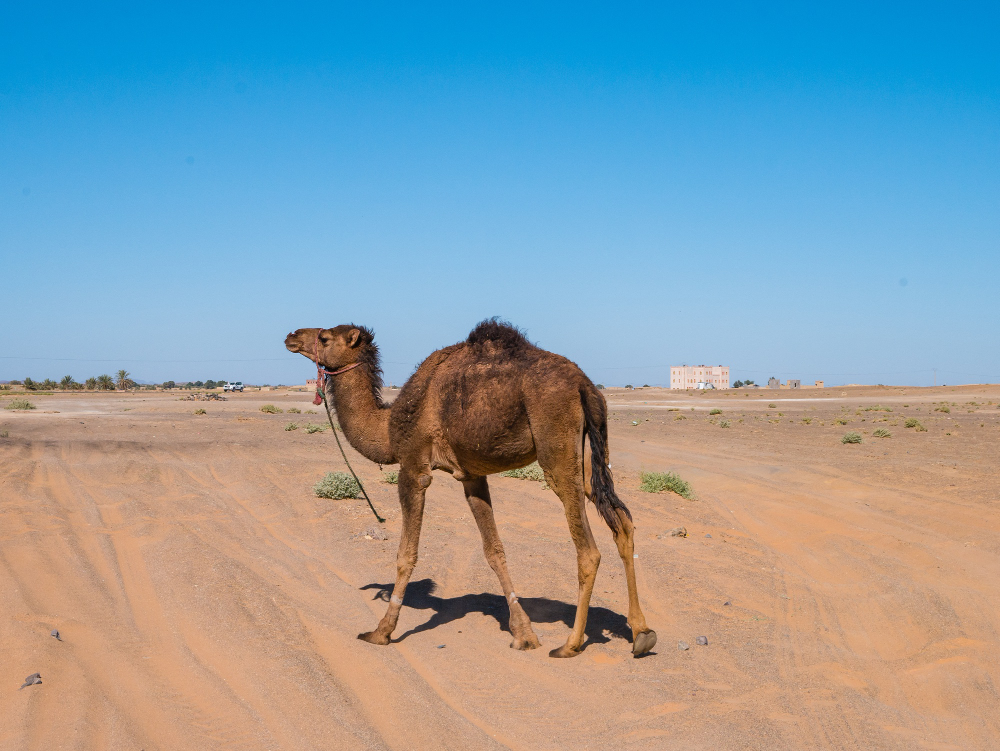 Genc Gazete Develerin Hörgüçlerinde Ne Var İşte Develer Hakkında Ilginç Bilgiler! Camel Deve (8)