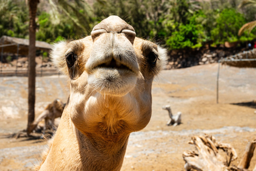 Genc Gazete Develerin Hörgüçlerinde Ne Var İşte Develer Hakkında Ilginç Bilgiler! Camel Deve (9)