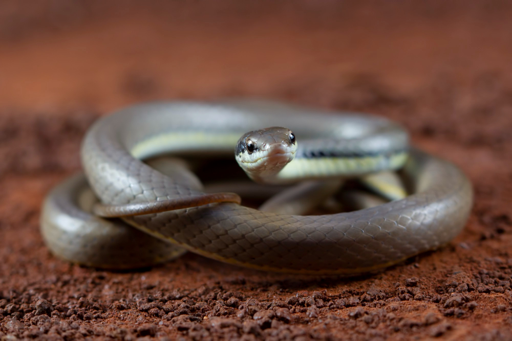 Genc Gazete Hint Fakirleri Kobra Yılanlarını Nasıl Oynatabiliyorlar Cobra Snake (5)