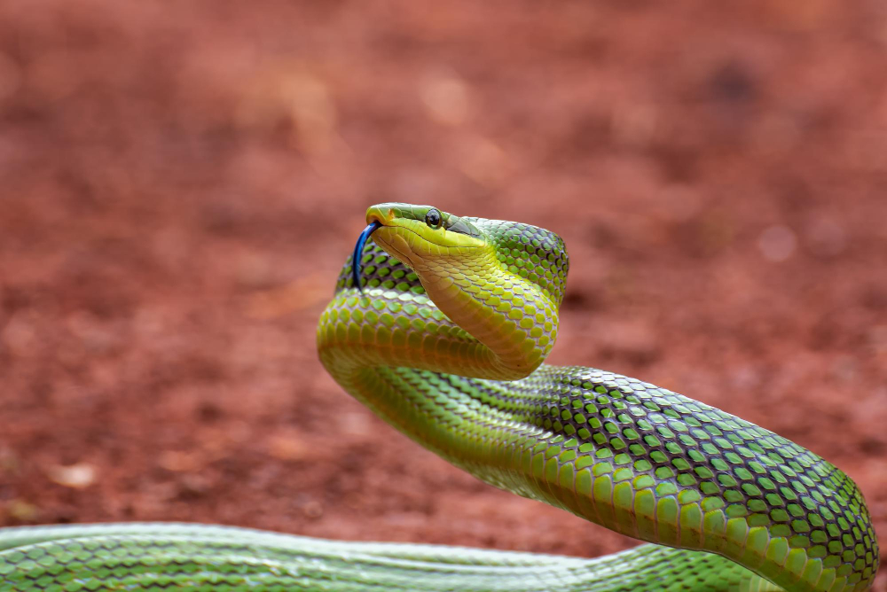 Genc Gazete Hint Fakirleri Kobra Yılanlarını Nasıl Oynatabiliyorlar Cobra Snake (6)