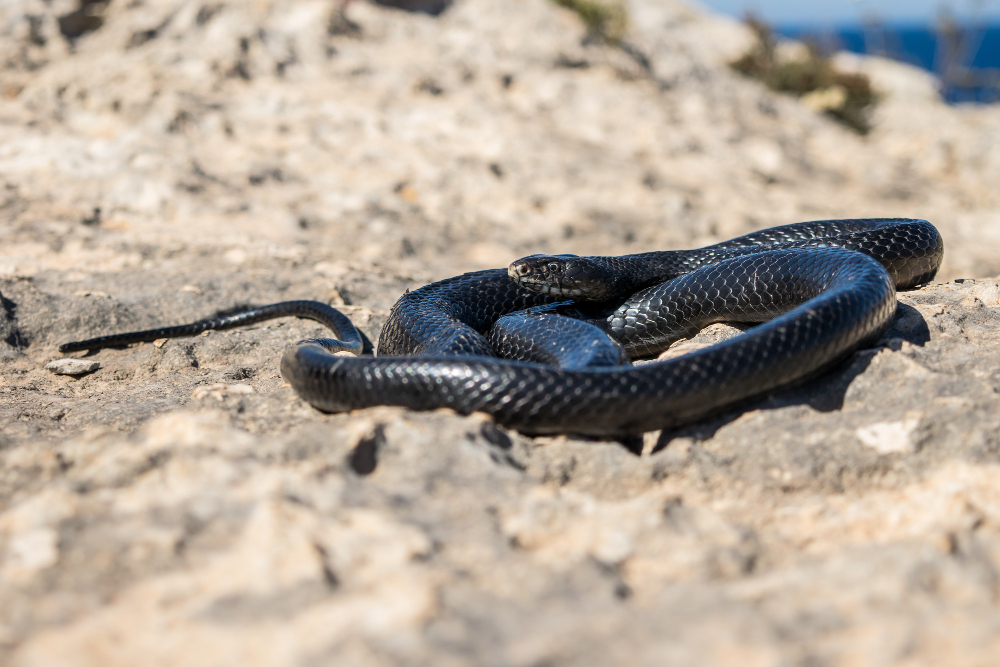 Genc Gazete Hint Fakirleri Kobra Yılanlarını Nasıl Oynatabiliyorlar Cobra Snake (7)