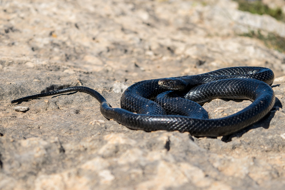 Genc Gazete Hint Fakirleri Kobra Yılanlarını Nasıl Oynatabiliyorlar Cobra Snake (8)