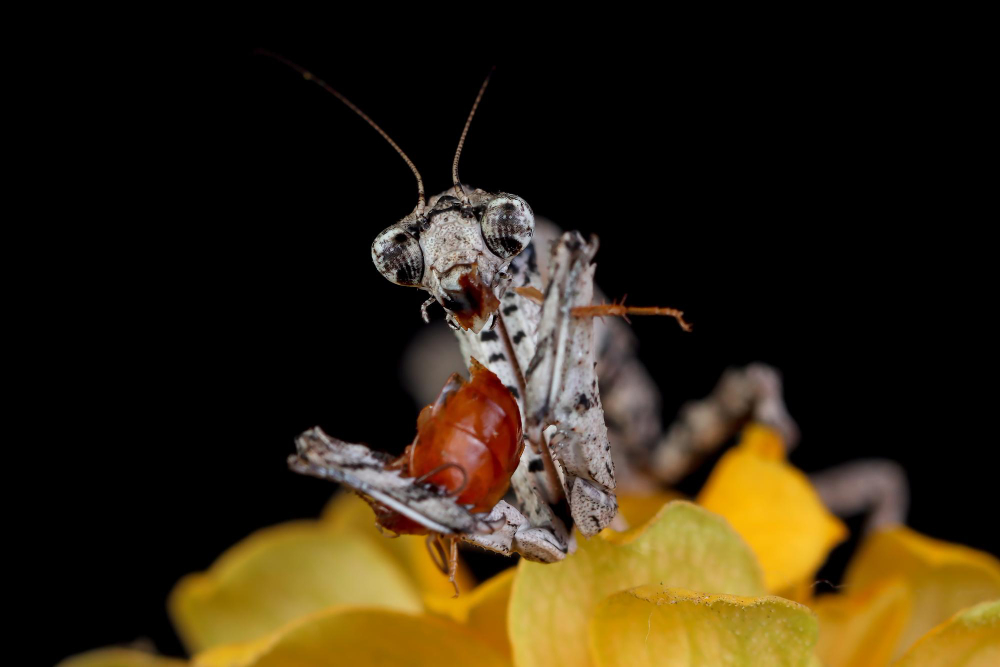 Genc Gazete İnsanlar Ve Böceklerin Savaşı; Böcekler Hakkında Ilginç Bilgiler Insects (7)