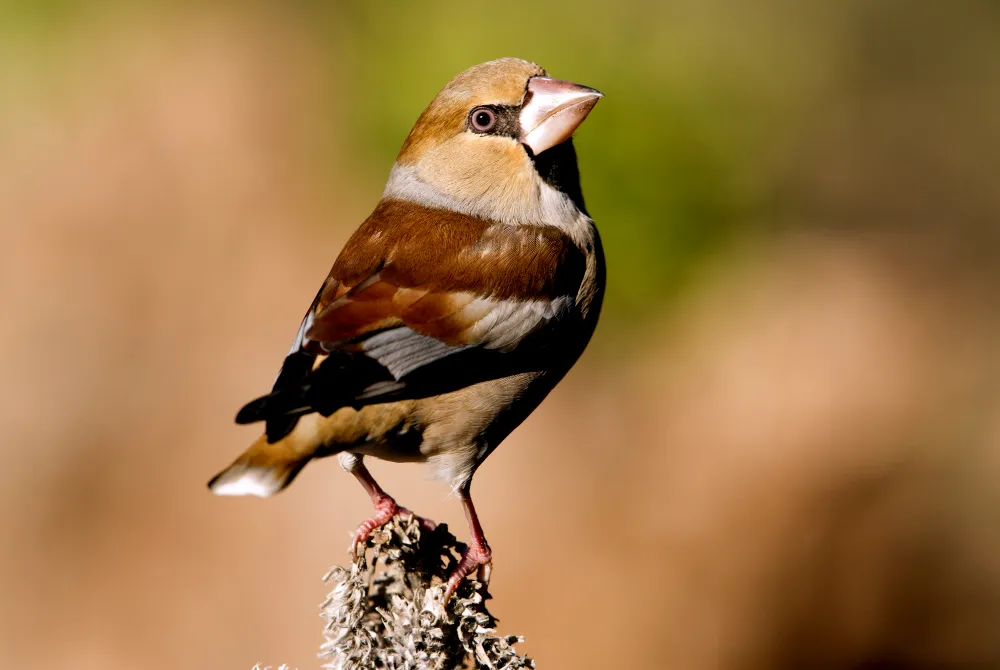 Genc Gazete Kuşlar Dünyasında Erkek Kuşlar Male Birds (1)