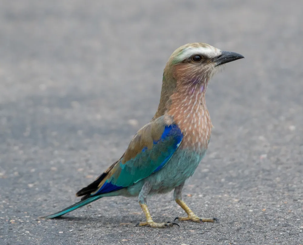 Genc Gazete Kuşlar Dünyasında Erkek Kuşlar Male Birds (10)