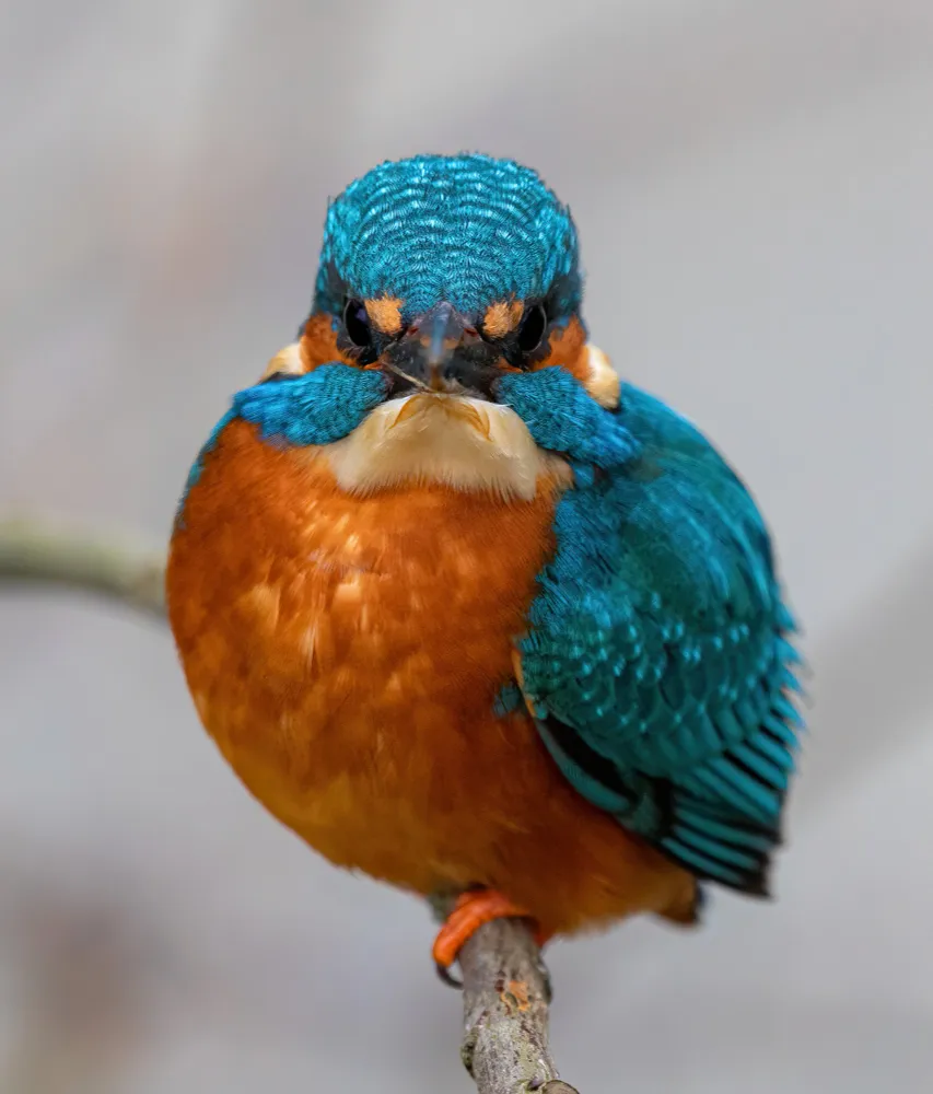 Genc Gazete Kuşlar Dünyasında Erkek Kuşlar Male Birds (11)