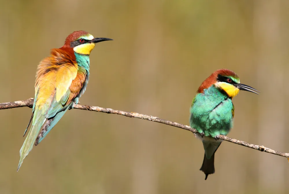 Genc Gazete Kuşlar Dünyasında Erkek Kuşlar Male Birds (13)