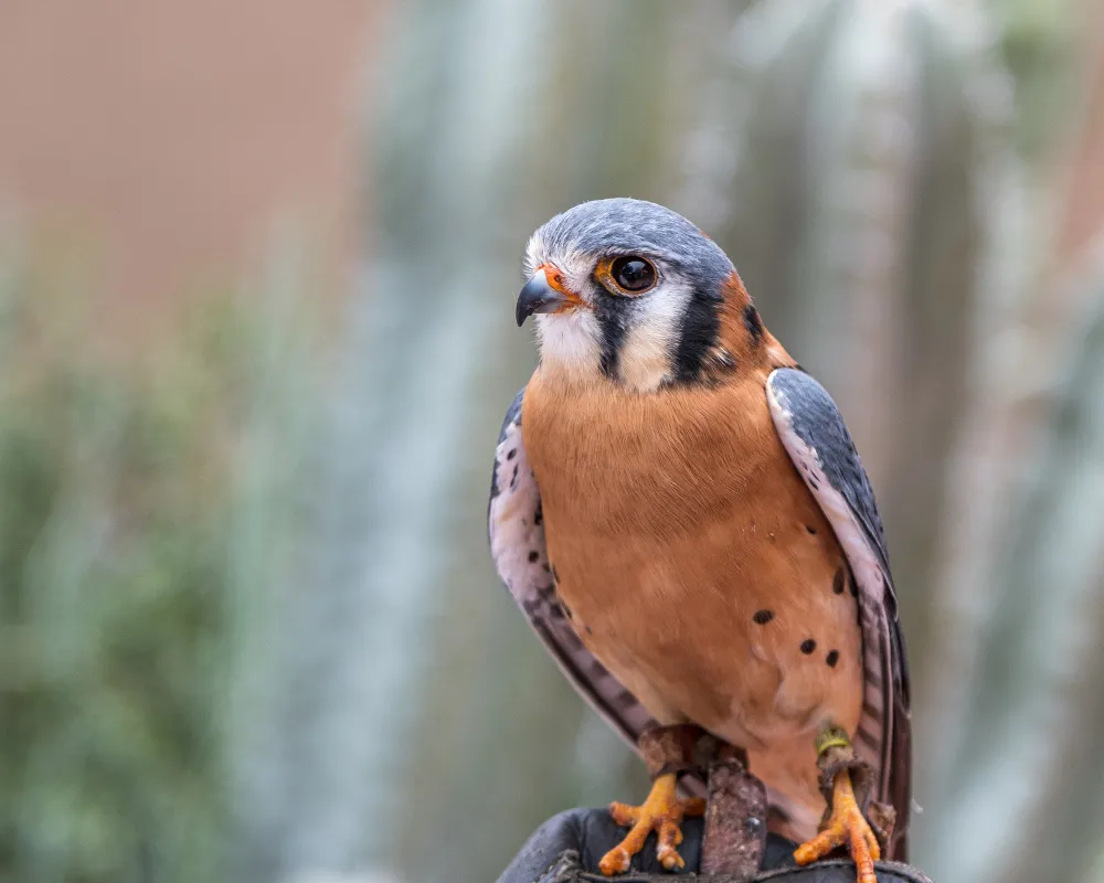 Genc Gazete Kuşlar Dünyasında Erkek Kuşlar Male Birds (6)