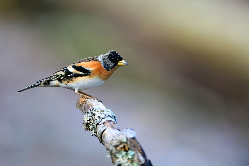 Genc Gazete Kuşlar Dünyasında Erkek Kuşlar Male Birds (7)