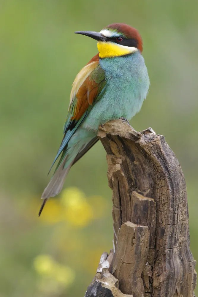 Genc Gazete Kuşlar Dünyasında Erkek Kuşlar Male Birds (8)