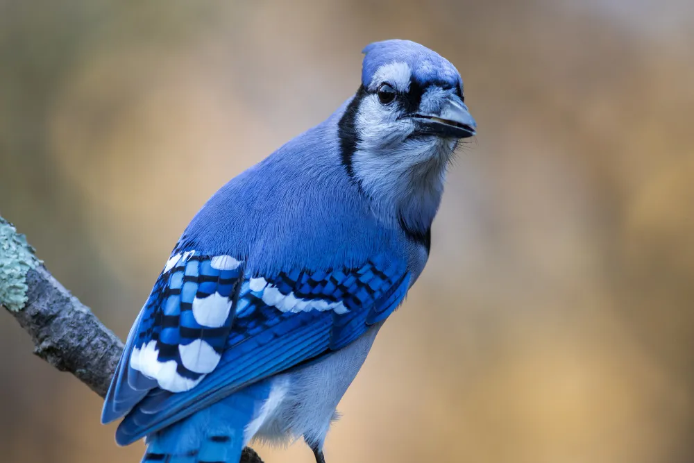 Genc Gazete Kuşlar Dünyasında Erkek Kuşlar Male Birds (9)