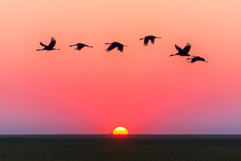 Genc Gazete Kuslar Konusan Kuslar Kuşlar Hakkında Ilginç Bilgiler Bird (1)