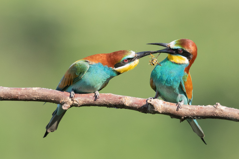 Genc Gazete Kuslar Konusan Kuslar Kuşlar Hakkında Ilginç Bilgiler Bird (10)