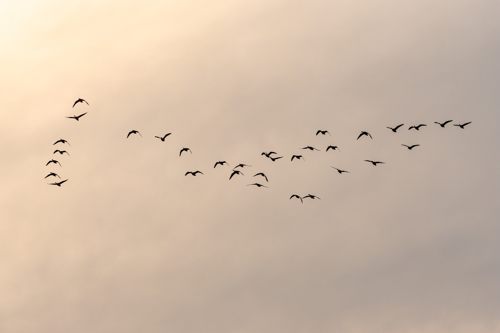 Genc Gazete Kuslar Konusan Kuslar Kuşlar Hakkında Ilginç Bilgiler Bird (11)