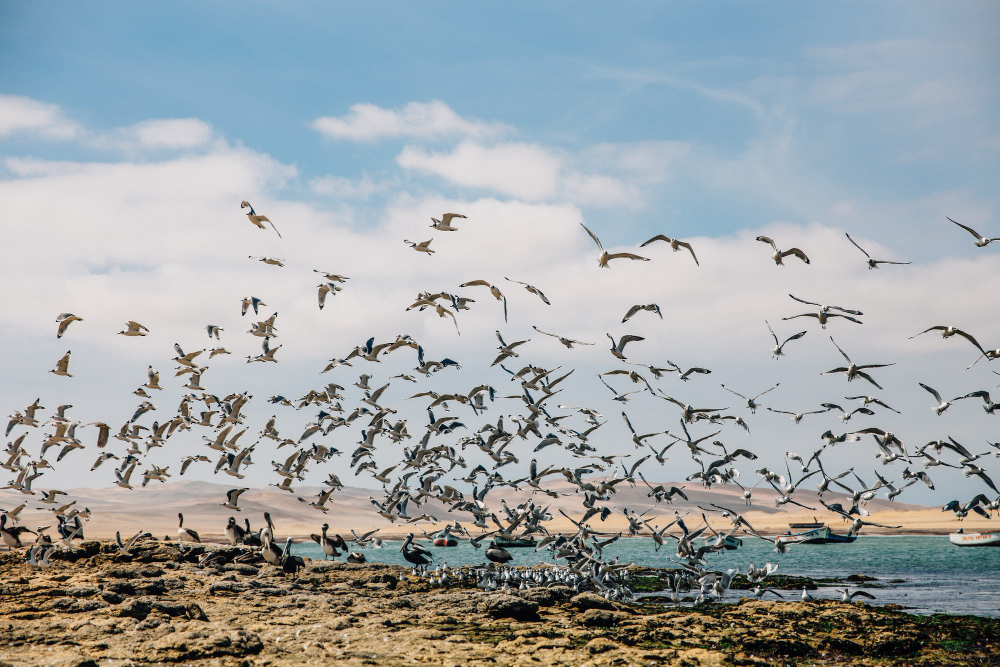 Genc Gazete Kuslar Konusan Kuslar Kuşlar Hakkında Ilginç Bilgiler Bird (13)