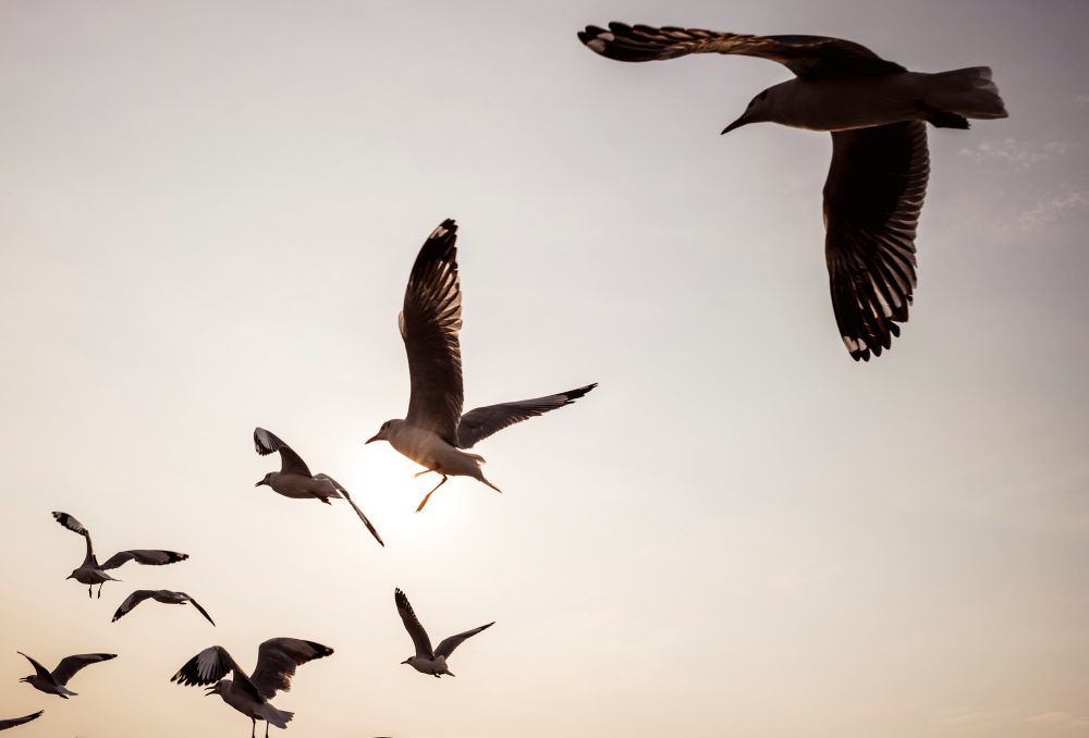 Genc Gazete Kuslar Konusan Kuslar Kuşlar Hakkında Ilginç Bilgiler Bird (18)