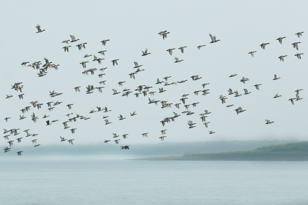 Genc Gazete Kuslar Konusan Kuslar Kuşlar Hakkında Ilginç Bilgiler Bird (3)