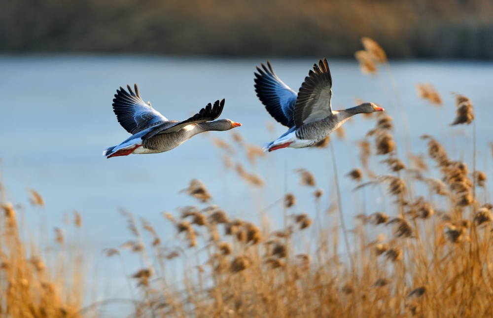 Genc Gazete Kuslar Konusan Kuslar Kuşlar Hakkında Ilginç Bilgiler Bird (7)