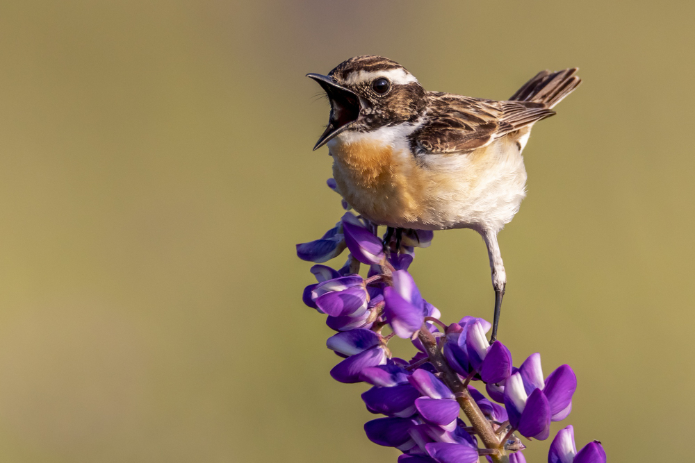 Genc Gazete Kuslar Konusan Kuslar Kuşlar Hakkında Ilginç Bilgiler Bird (8)