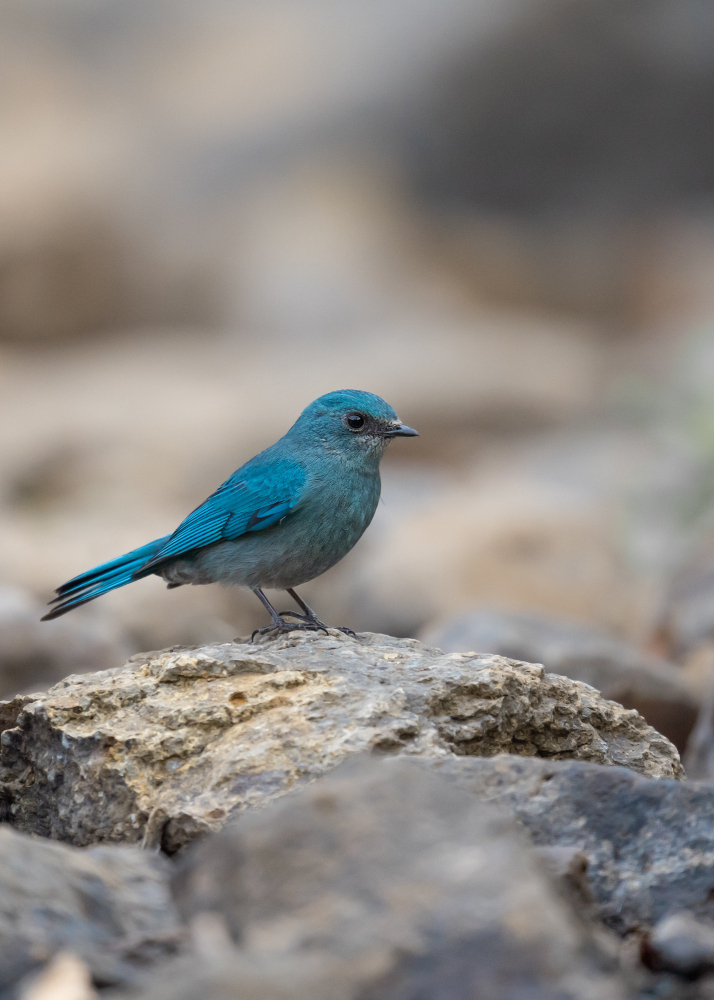 Genc Gazete Kuslar Konusan Kuslar Kuşlar Hakkında Ilginç Bilgiler Bird (9)