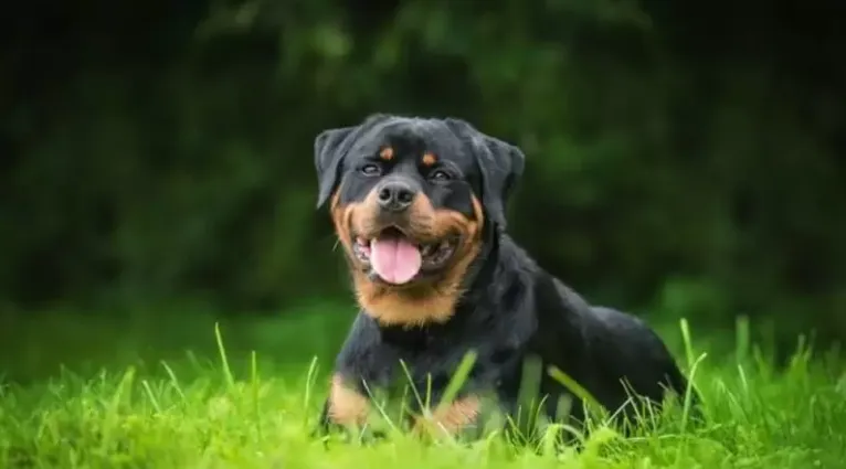 Isıracak Köpek Dişini Göstermez Atasözünün Anlamı