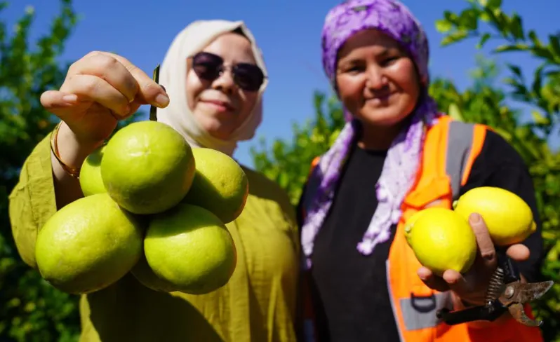 Yılda 1 Milyon Tondan Fazla Üretiliyor Limonun Başkentinde Hasat Başladı (2)