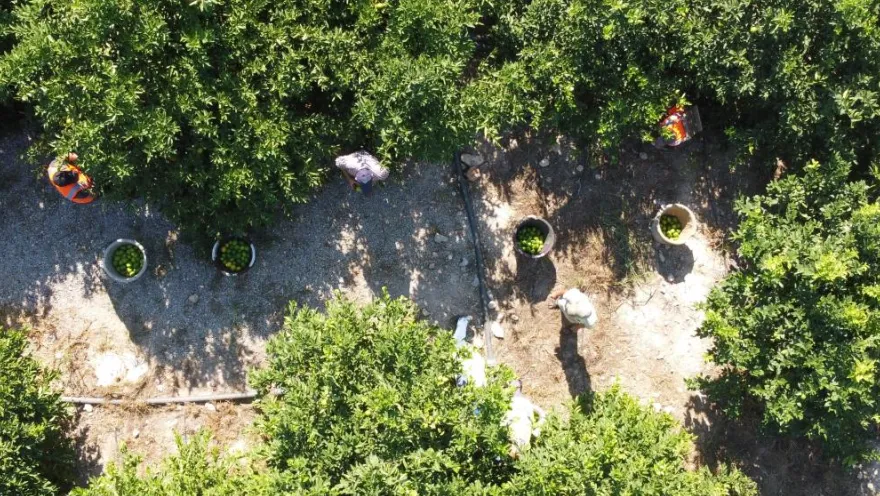 Yılda 1 Milyon Tondan Fazla Üretiliyor Limonun Başkentinde Hasat Başladı