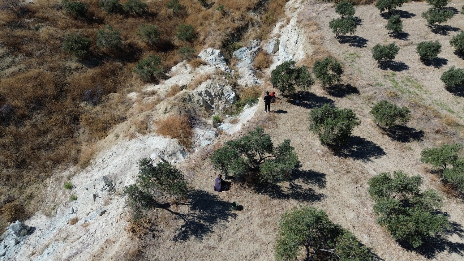 Genc Gazete Depremin Acı Hatırası Dev Yarığın Ortasında Tedirgin Eden Zeytin Hasadı  (4)