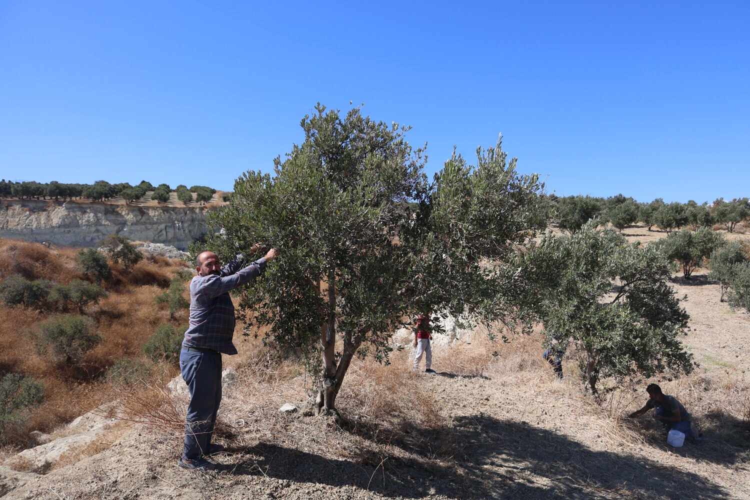 Genc Gazete Depremin Acı Hatırası Dev Yarığın Ortasında Tedirgin Eden Zeytin Hasadı  (6)