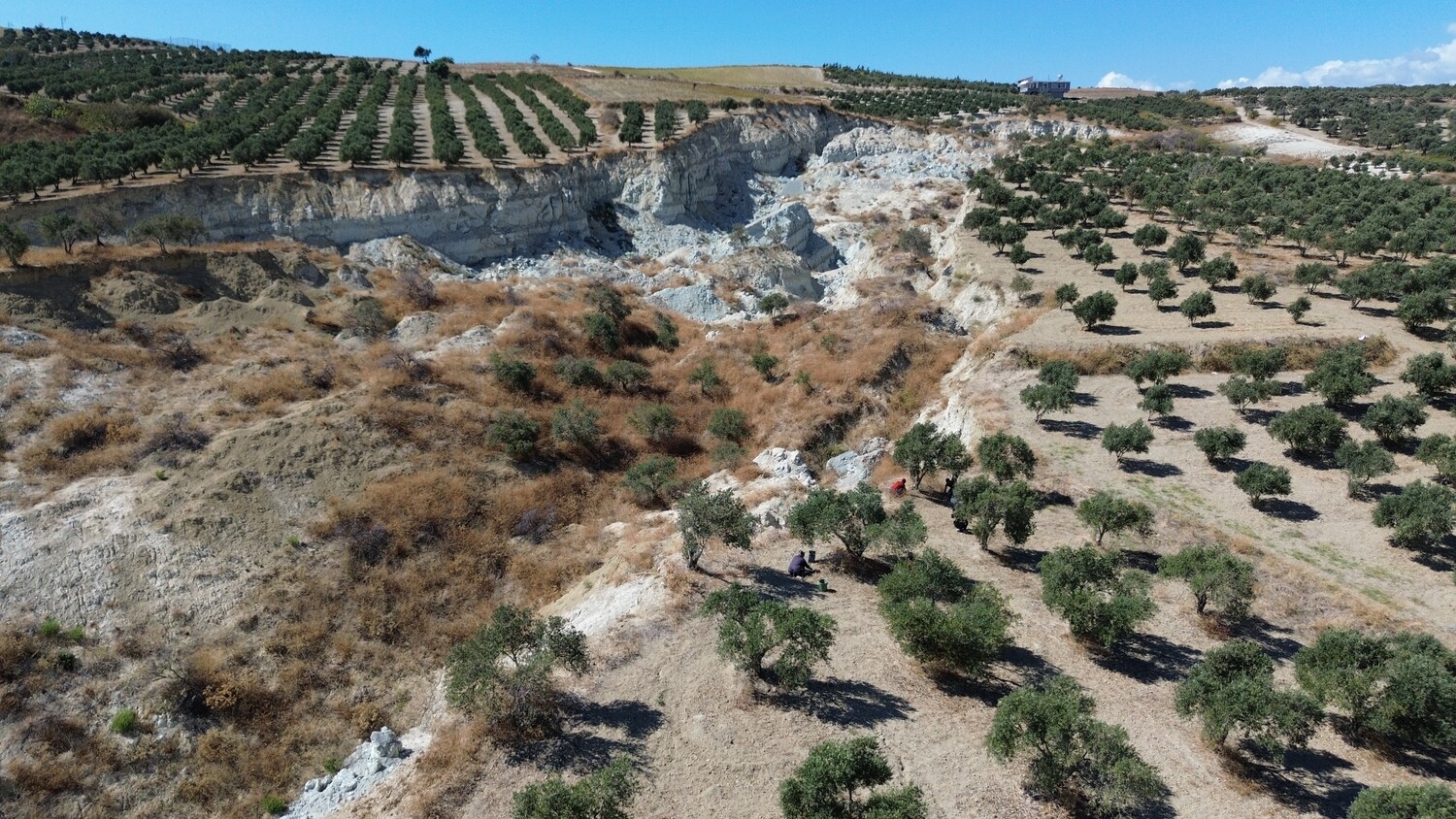 Genc Gazete Depremin Acı Hatırası Dev Yarığın Ortasında Tedirgin Eden Zeytin Hasadı  (9)