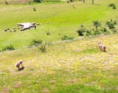 Genc Gazete  Dron Kullanan Çoban (1)-1