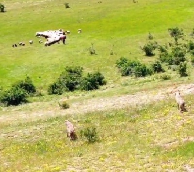 Genc Gazete  Dron Kullanan Çoban (2)