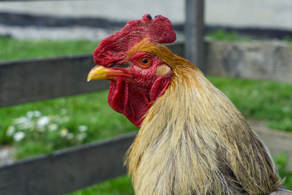 Genc Gazete Horozlar Neden Sabah Erkenden Öter İşte Horozlar Cockerel (1)