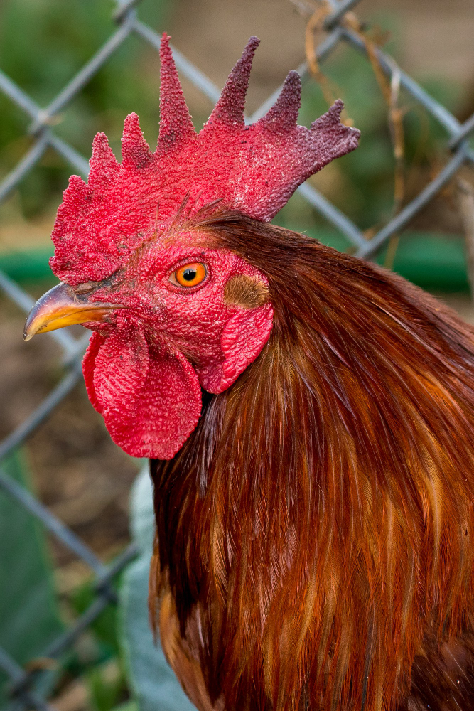 Genc Gazete Horozlar Neden Sabah Erkenden Öter İşte Horozlar Cockerel (11)