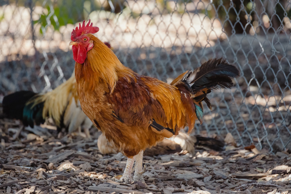 Genc Gazete Horozlar Neden Sabah Erkenden Öter İşte Horozlar Cockerel (12)