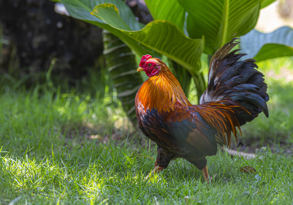 Genc Gazete Horozlar Neden Sabah Erkenden Öter İşte Horozlar Cockerel (13)