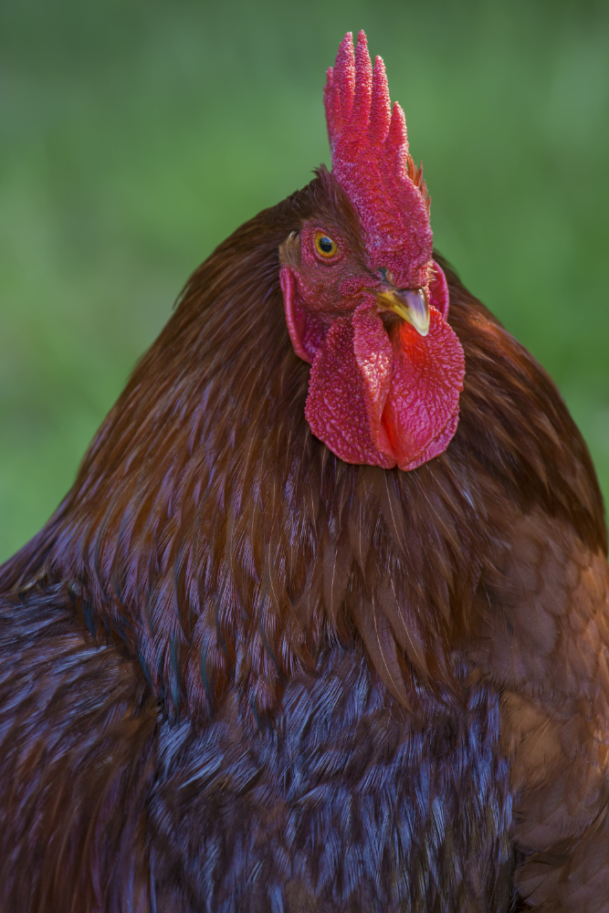 Genc Gazete Horozlar Neden Sabah Erkenden Öter İşte Horozlar Cockerel (15)