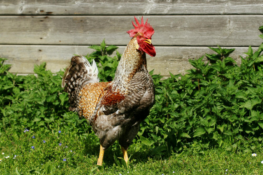 Genc Gazete Horozlar Neden Sabah Erkenden Öter İşte Horozlar Cockerel (6)