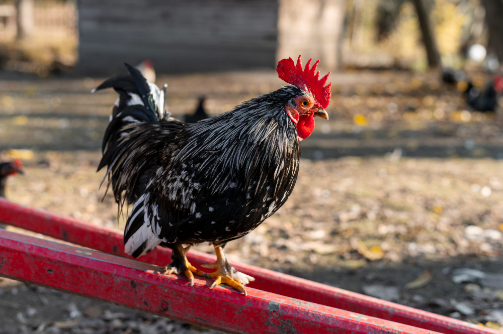 Genc Gazete Horozlar Neden Sabah Erkenden Öter İşte Horozlar Cockerel (7)