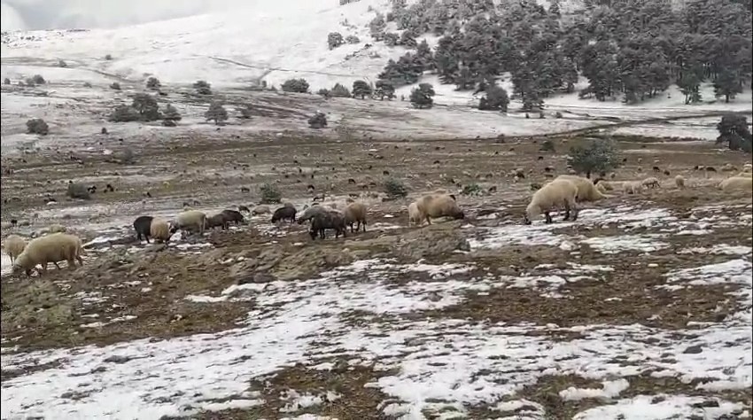 Genc Gazete Kar Yağışına Yaylada Yakalanan Çoban, Koyunlarına Türkü (1)