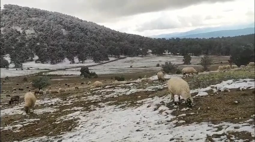 Genc Gazete Kar Yağışına Yaylada Yakalanan Çoban, Koyunlarına Türkü (2)