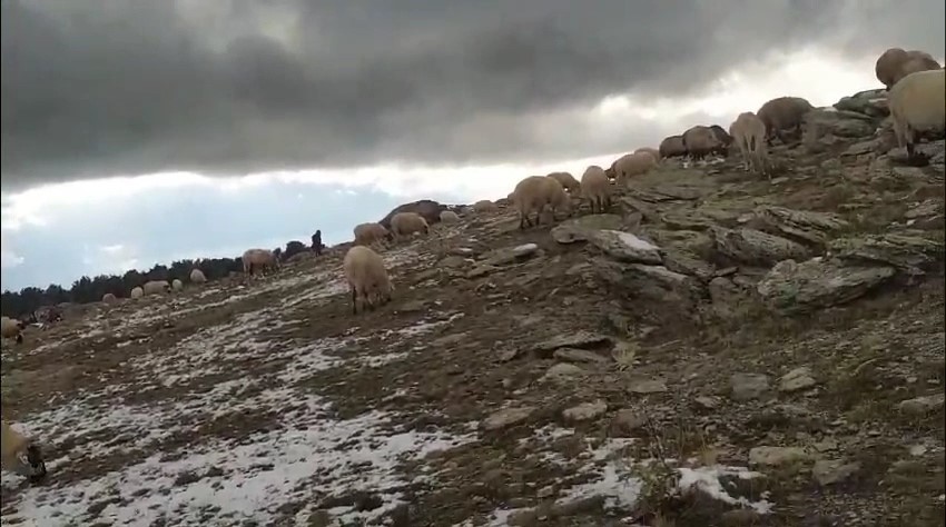 Genc Gazete Kar Yağışına Yaylada Yakalanan Çoban, Koyunlarına Türkü (4)